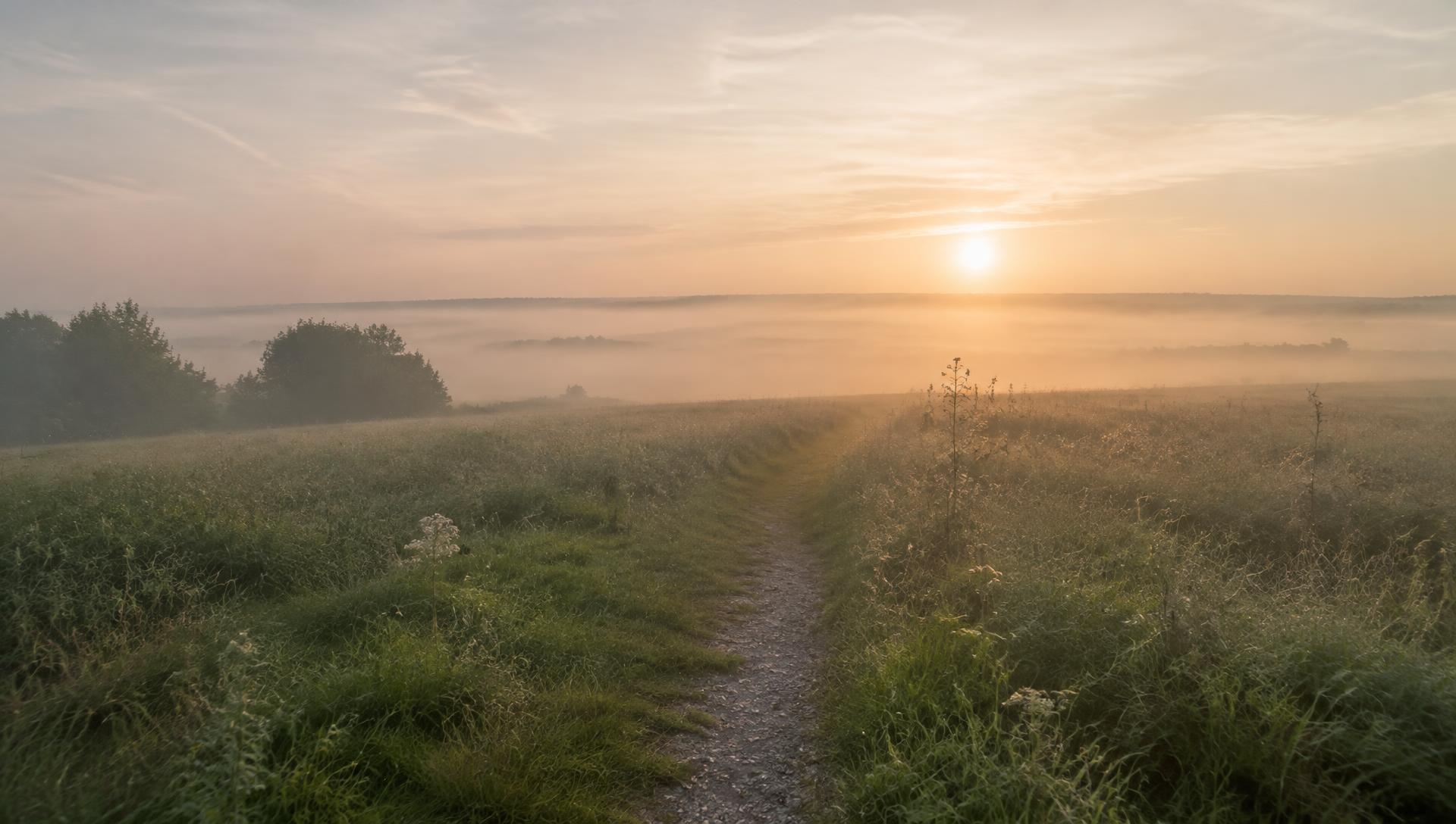 Caminho em um campo enevoado ao amanhecer